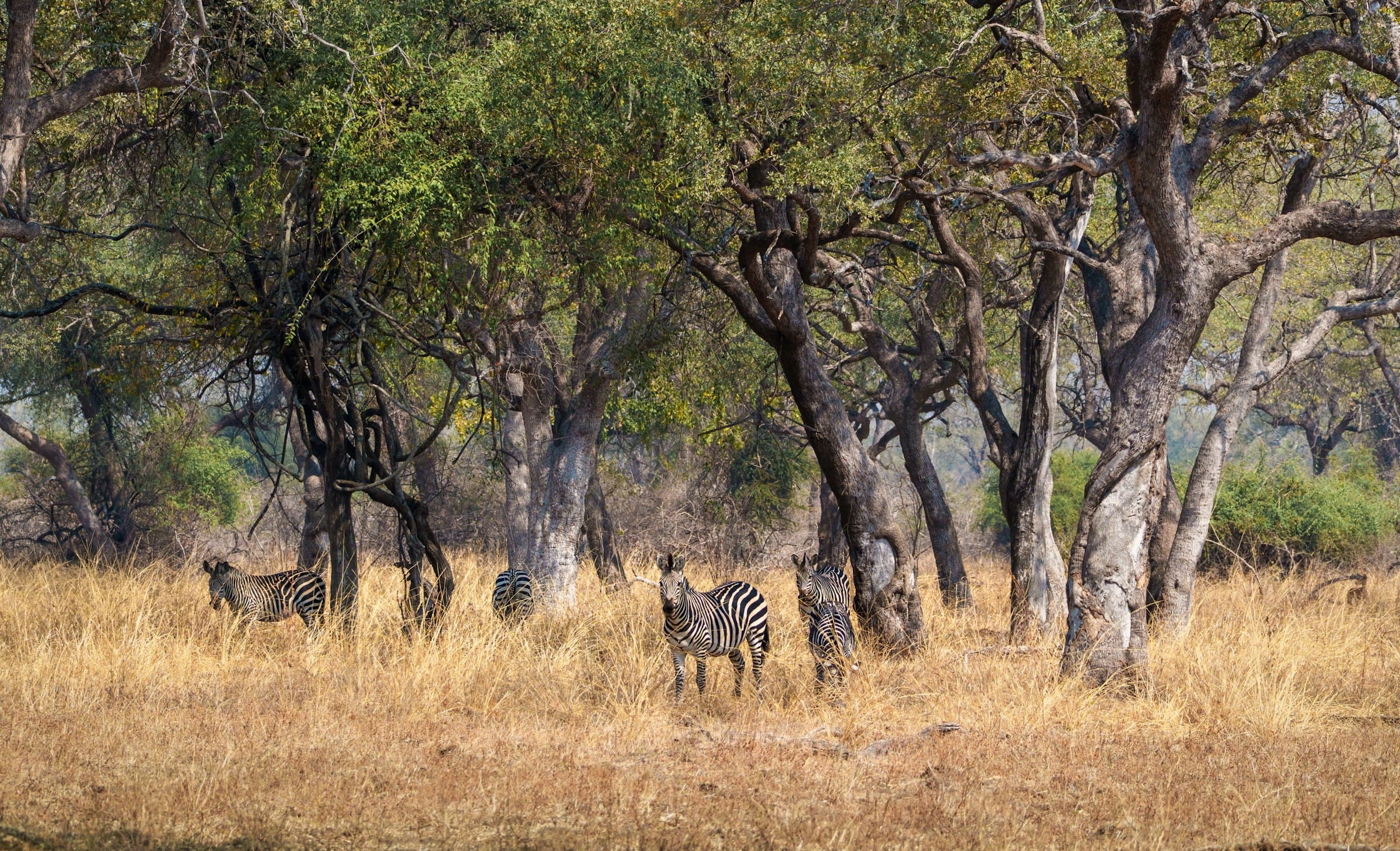 Zebra moving through miombo woodland and dry grass in South Luangwa National Park, Zambia
